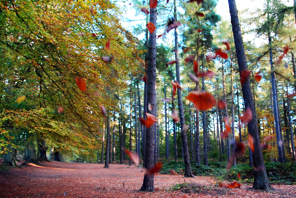 Leaves Falling