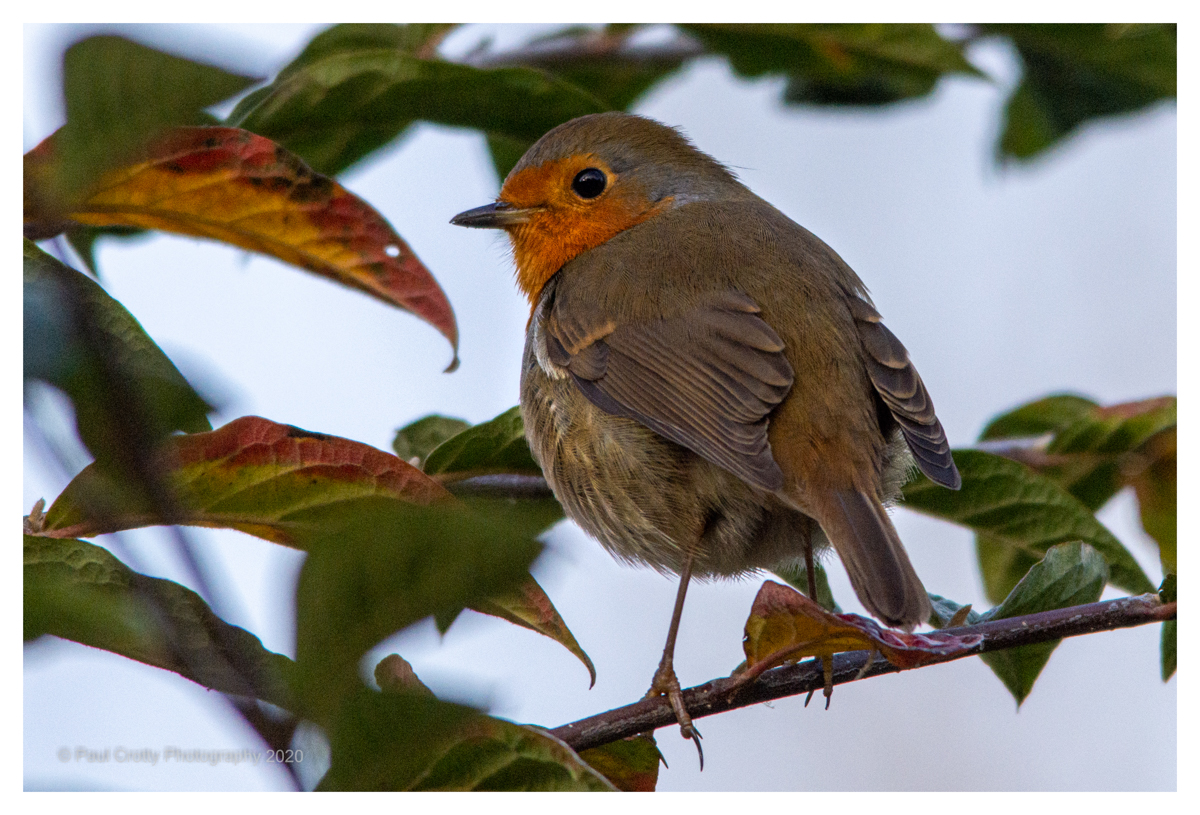 Robin Harlestone Firs 5 11 20 (1 of 1)