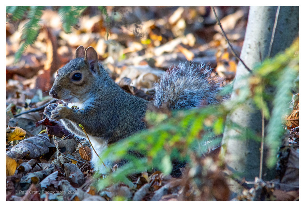 Squirrel Harlestone Firs 5 11 20 (1 of 1)