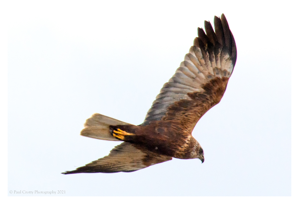 Marsh Harrier Titchwell 11 5 21 (4 of 4)-2