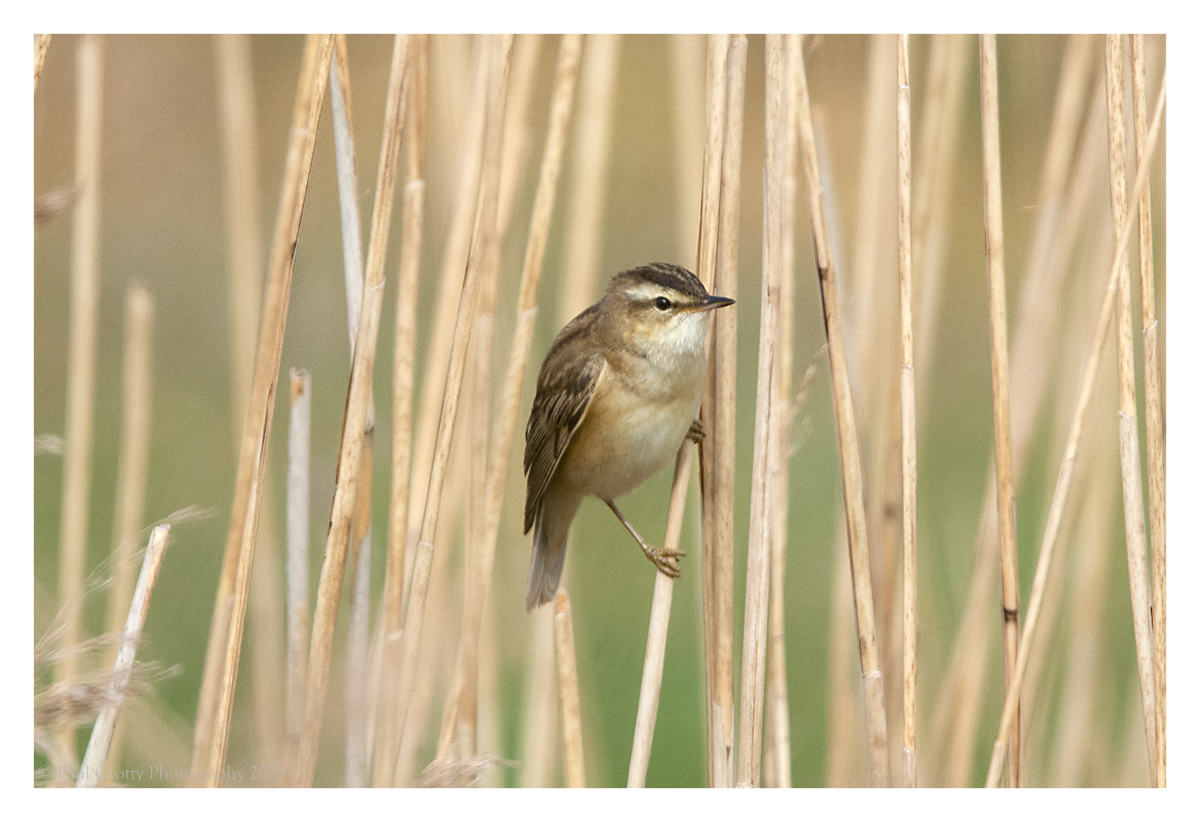 Sedge WarblerTitchwell 11 5 21 (1 of 3)-2