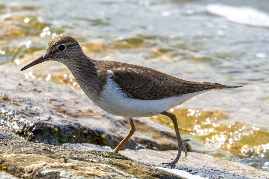 Common Sandpiper RR 18 4 22 (4 of 5)
