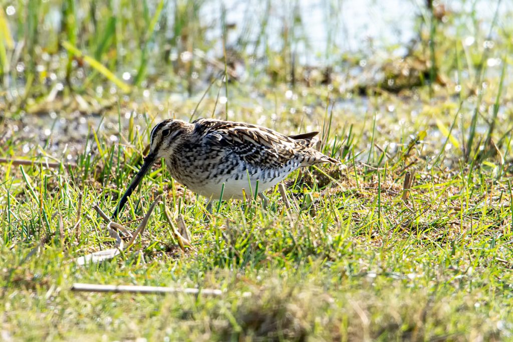 Snipe SLNR 21 4 22 (6 of 6)-2