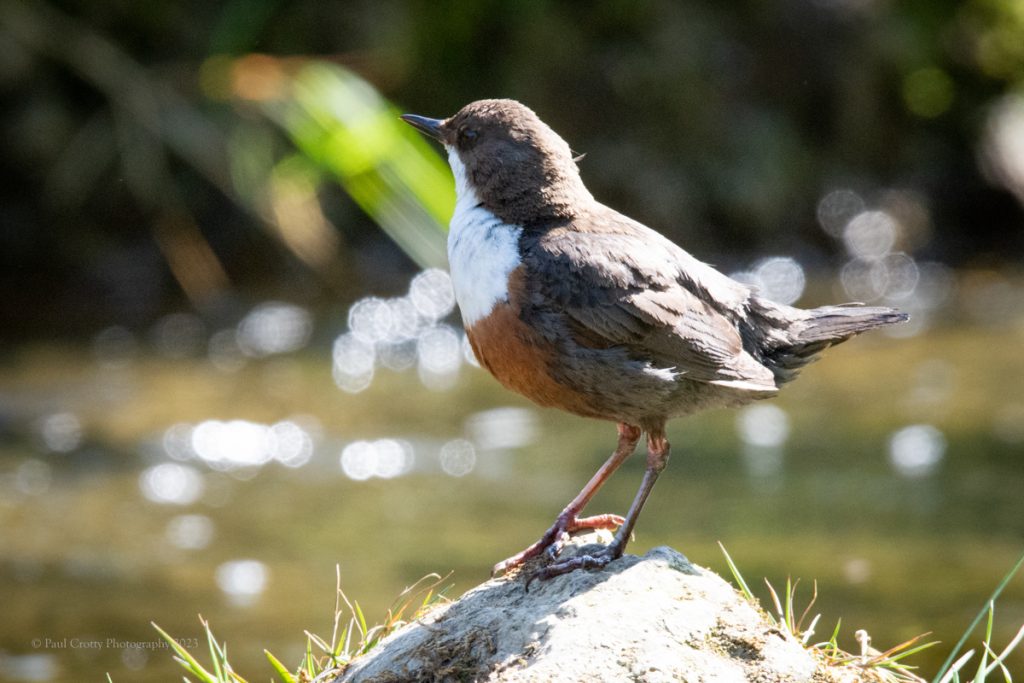 Dipper Dovedale 8-6-23-9440