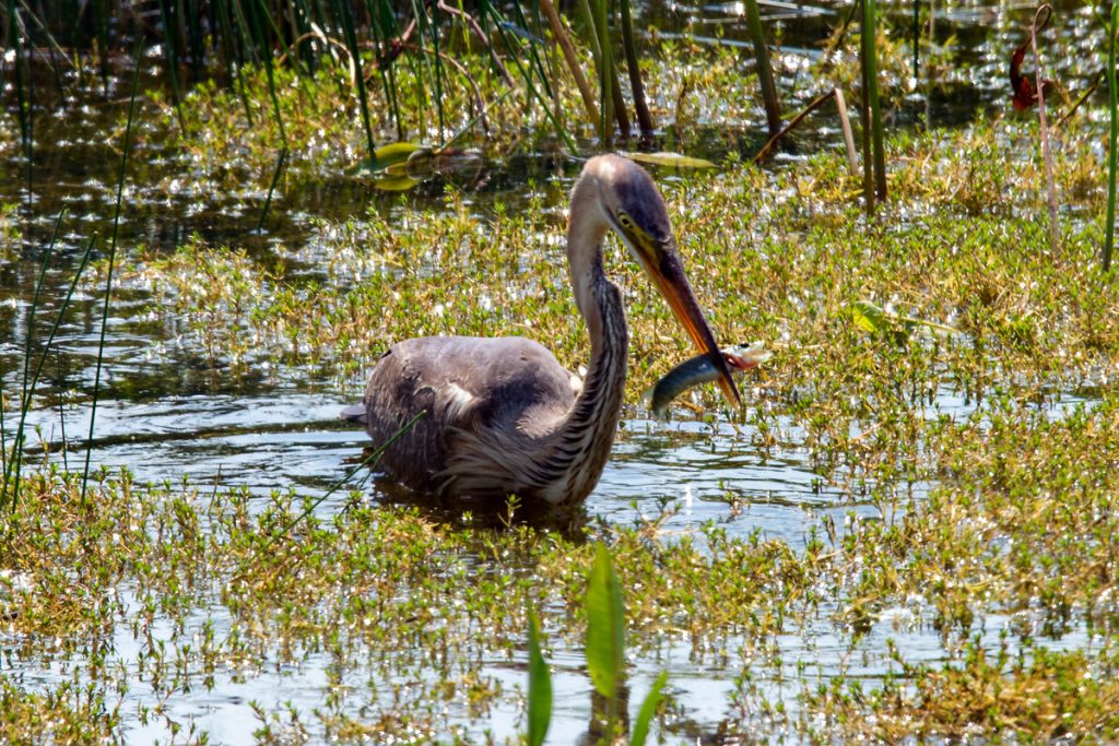 Purple heron SLNR 13-6-23-12