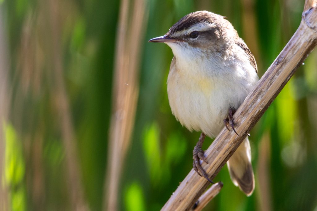 Sedge Warbler RSPB FRampton May 25 (1 of 7)