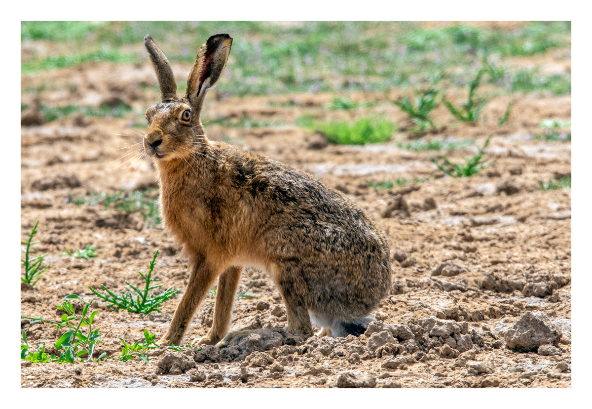 Frampton Marsh edit (17 of 24)-Edit