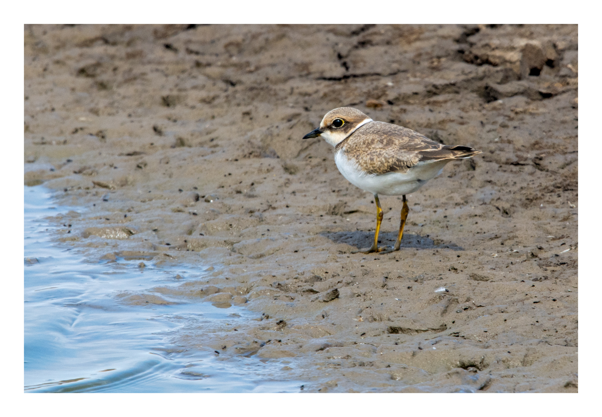 Frampton Marsh edit (24 of 24)-Edit