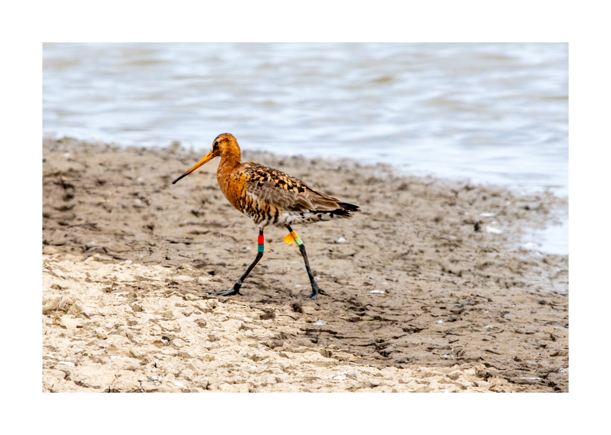 Frampton Marsh edit (4 of 24)-Edit