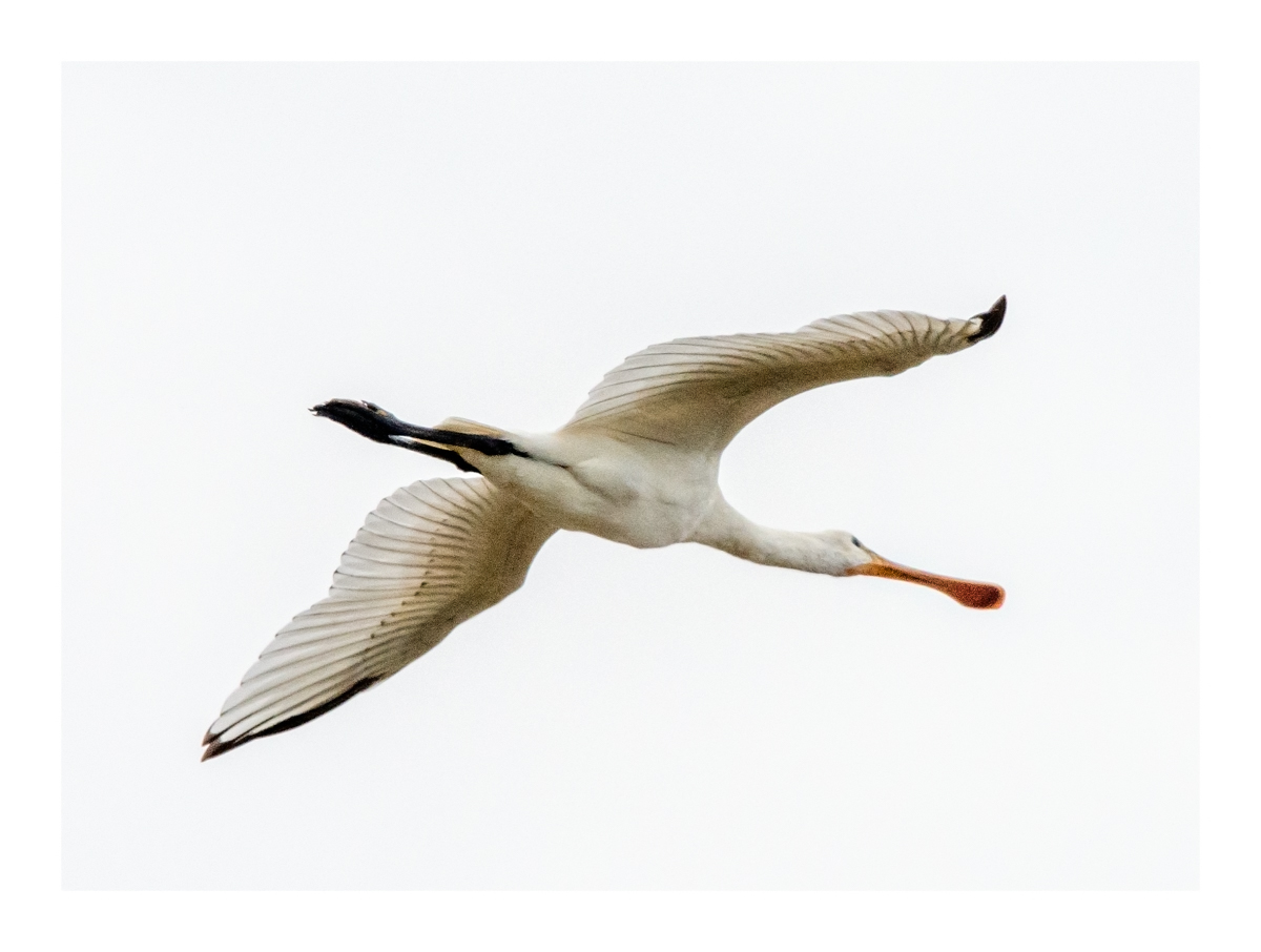 Frampton Marsh edit (7 of 24)-Edit
